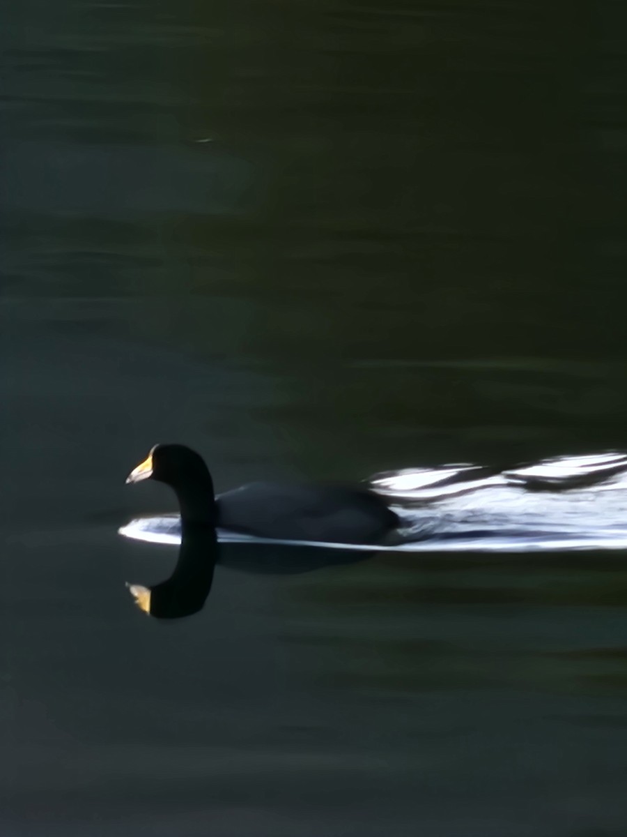 American Coot - ML613554327