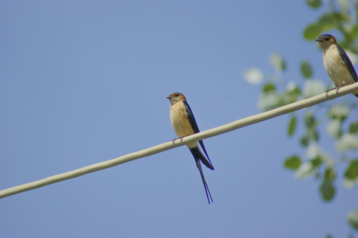 Red-rumped Swallow - ML613554387