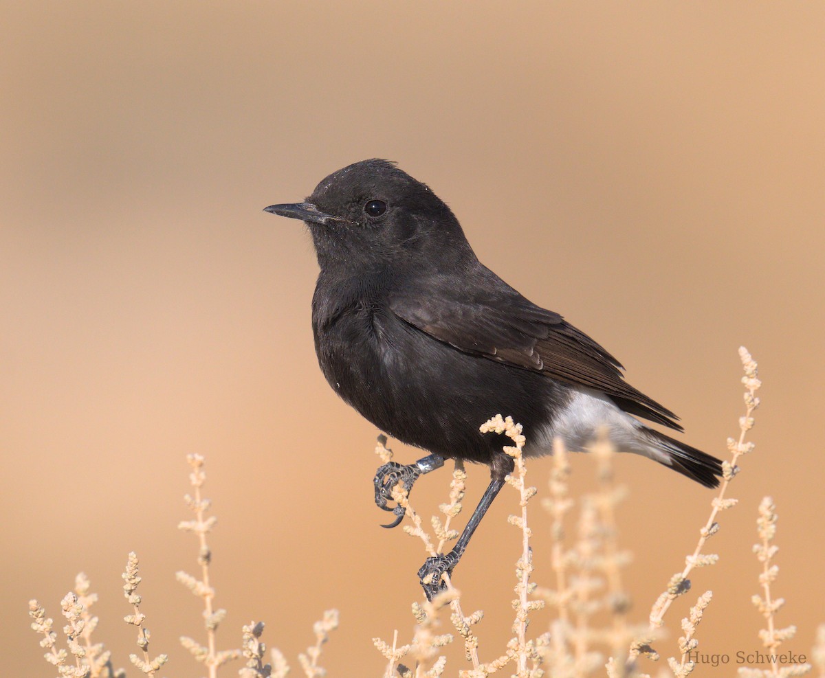 Mourning Wheatear (Basalt) - Hugo Schweke