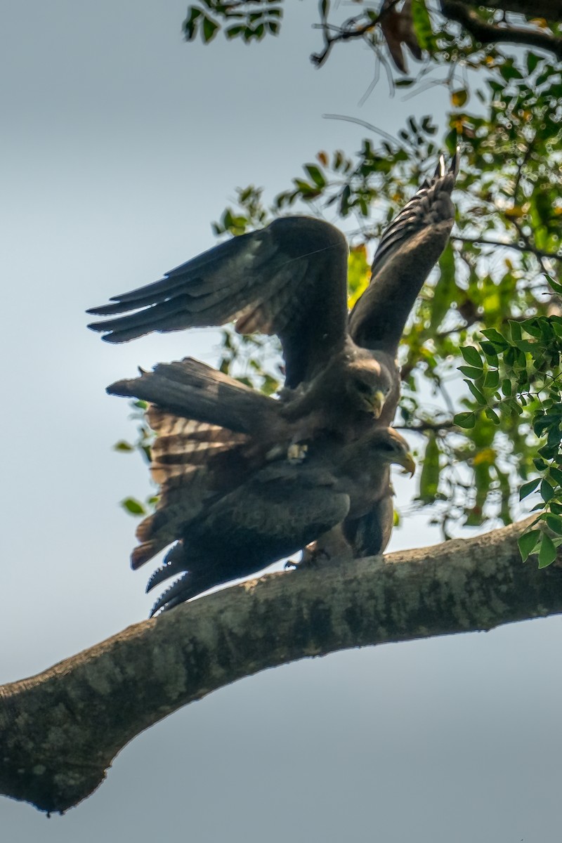 Black Kite (Yellow-billed) - ML613554612