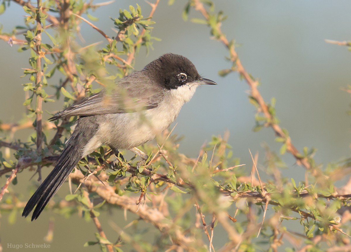 Arabian Warbler - ML613554686