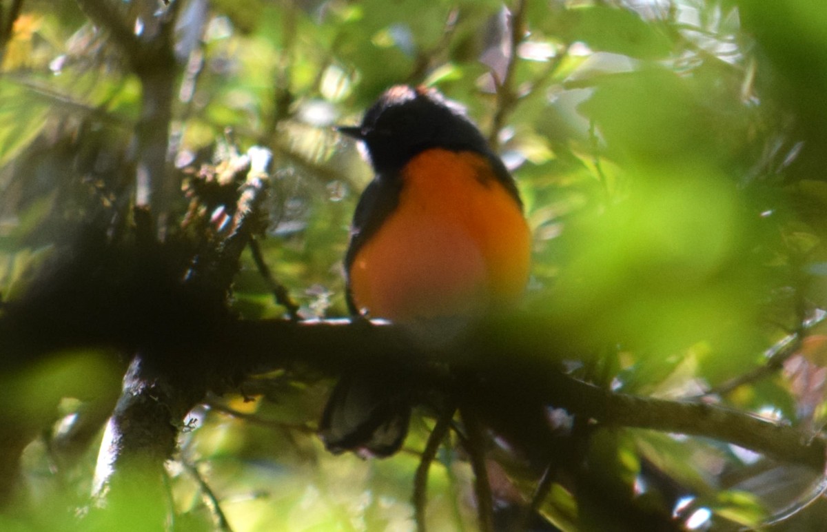 Slate-throated Redstart - Nestor Herrera