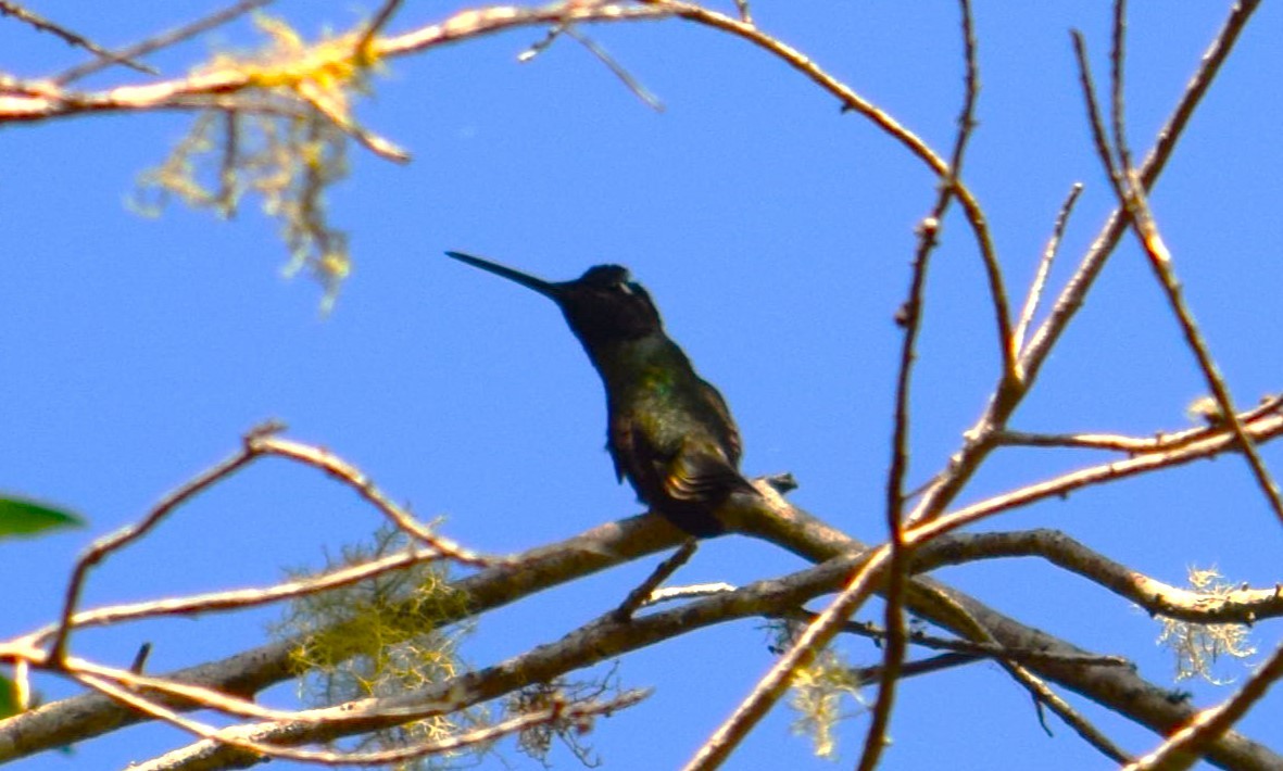 Rivoli's Hummingbird - Nestor Herrera