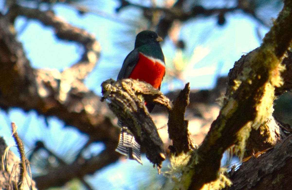 Collared Trogon - Nestor Herrera