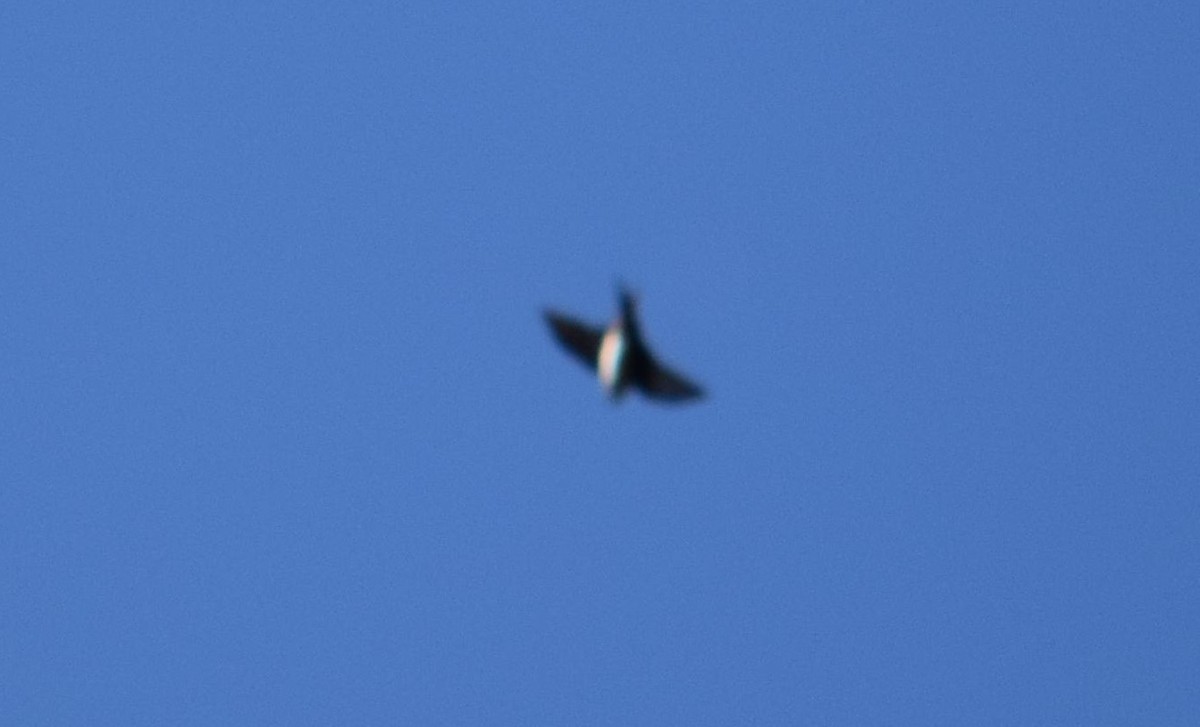 Golondrina Cabecinegra - ML613554754