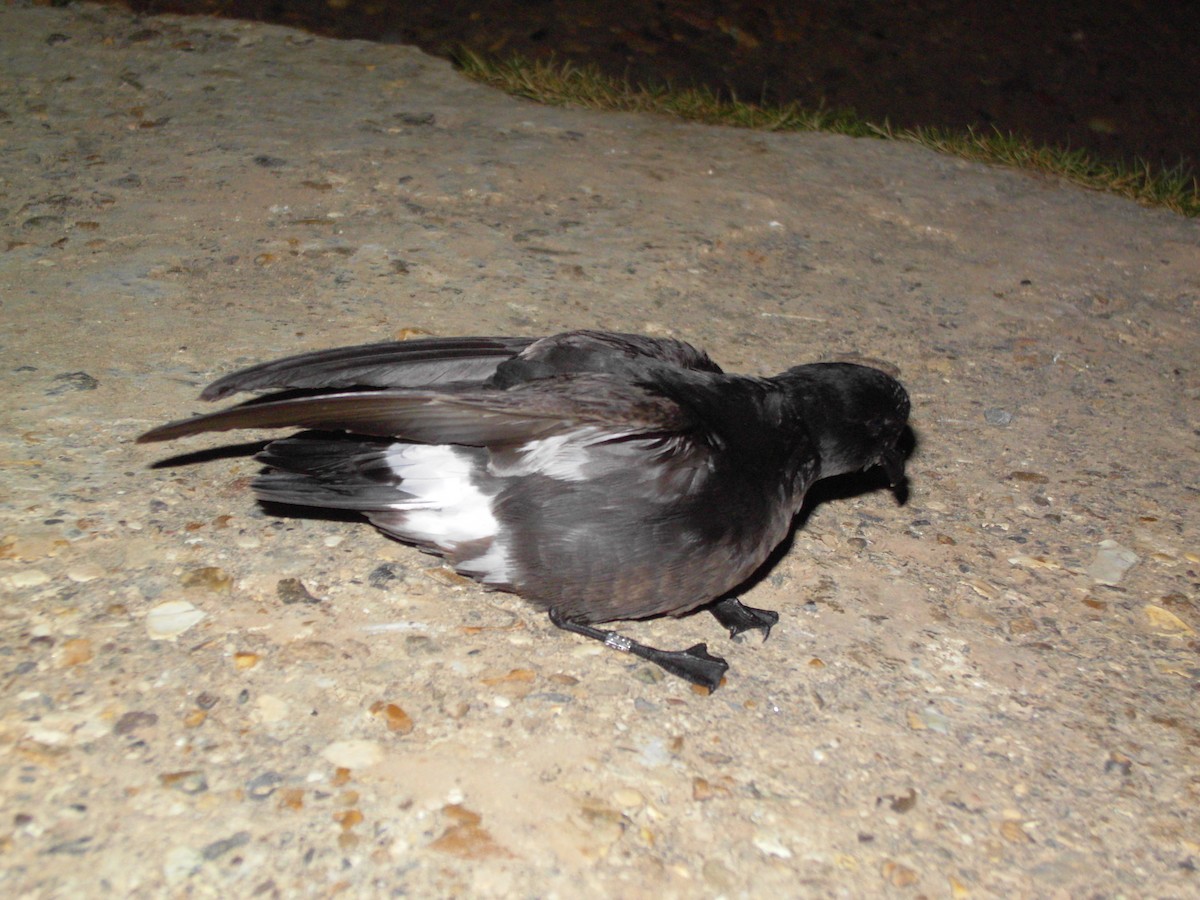 European Storm-Petrel - ML613554779