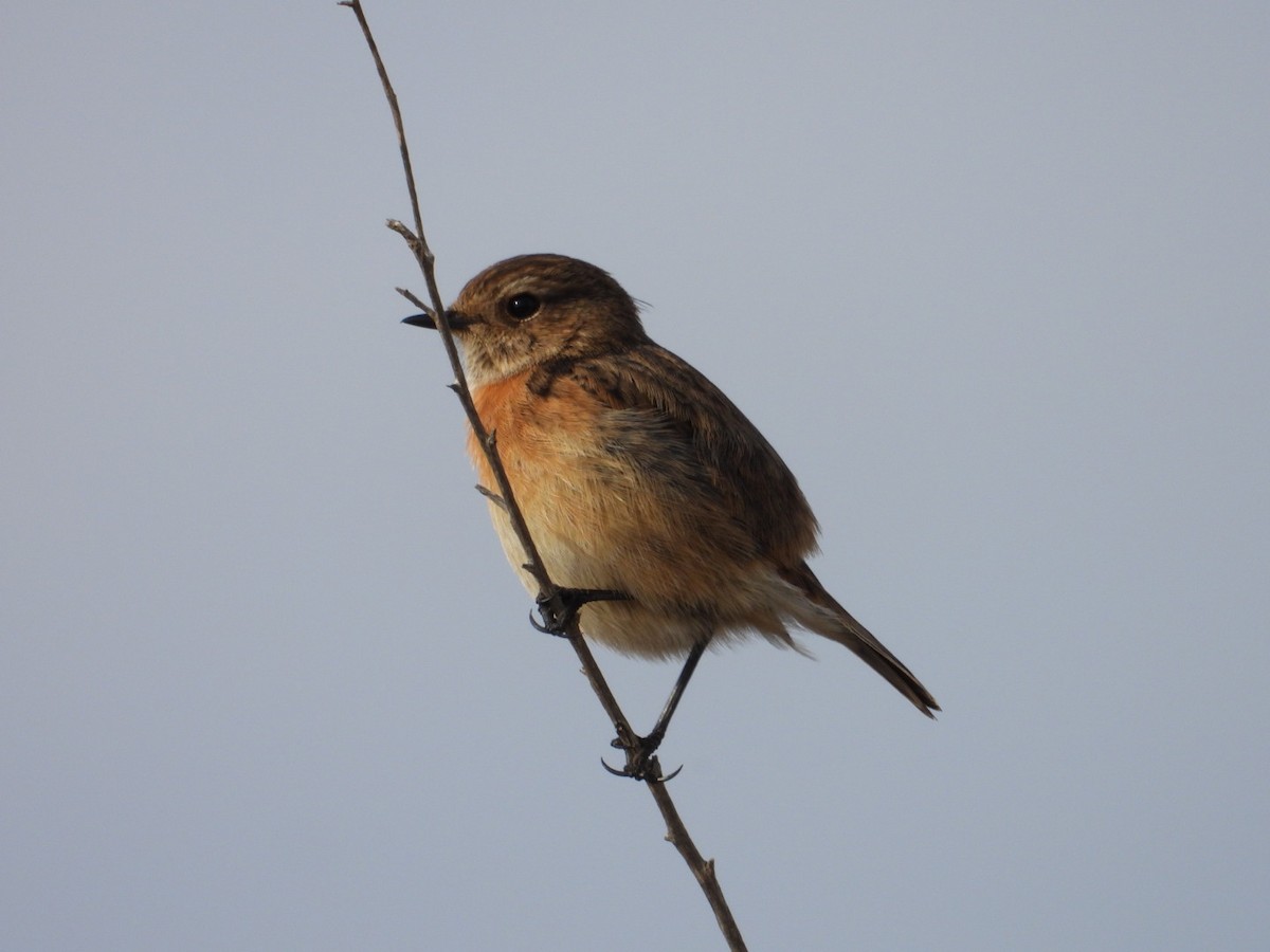 European Stonechat - ML613554789