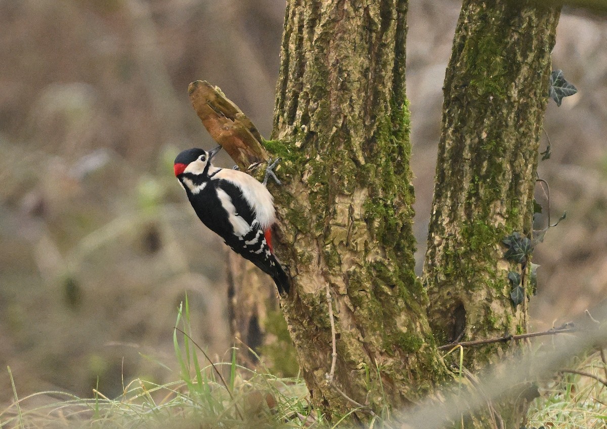 Great Spotted Woodpecker - ML613554867