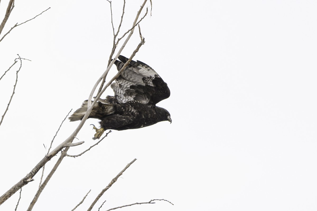 Red-tailed Hawk (Harlan's) - ML613554871