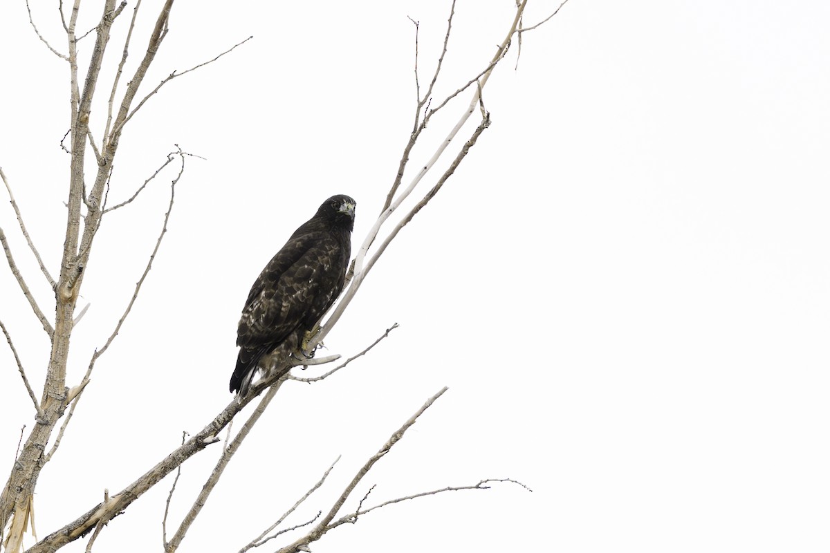 Red-tailed Hawk (Harlan's) - ML613554872