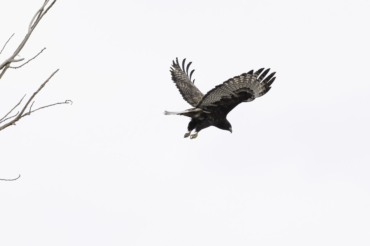 Red-tailed Hawk (Harlan's) - ML613554873