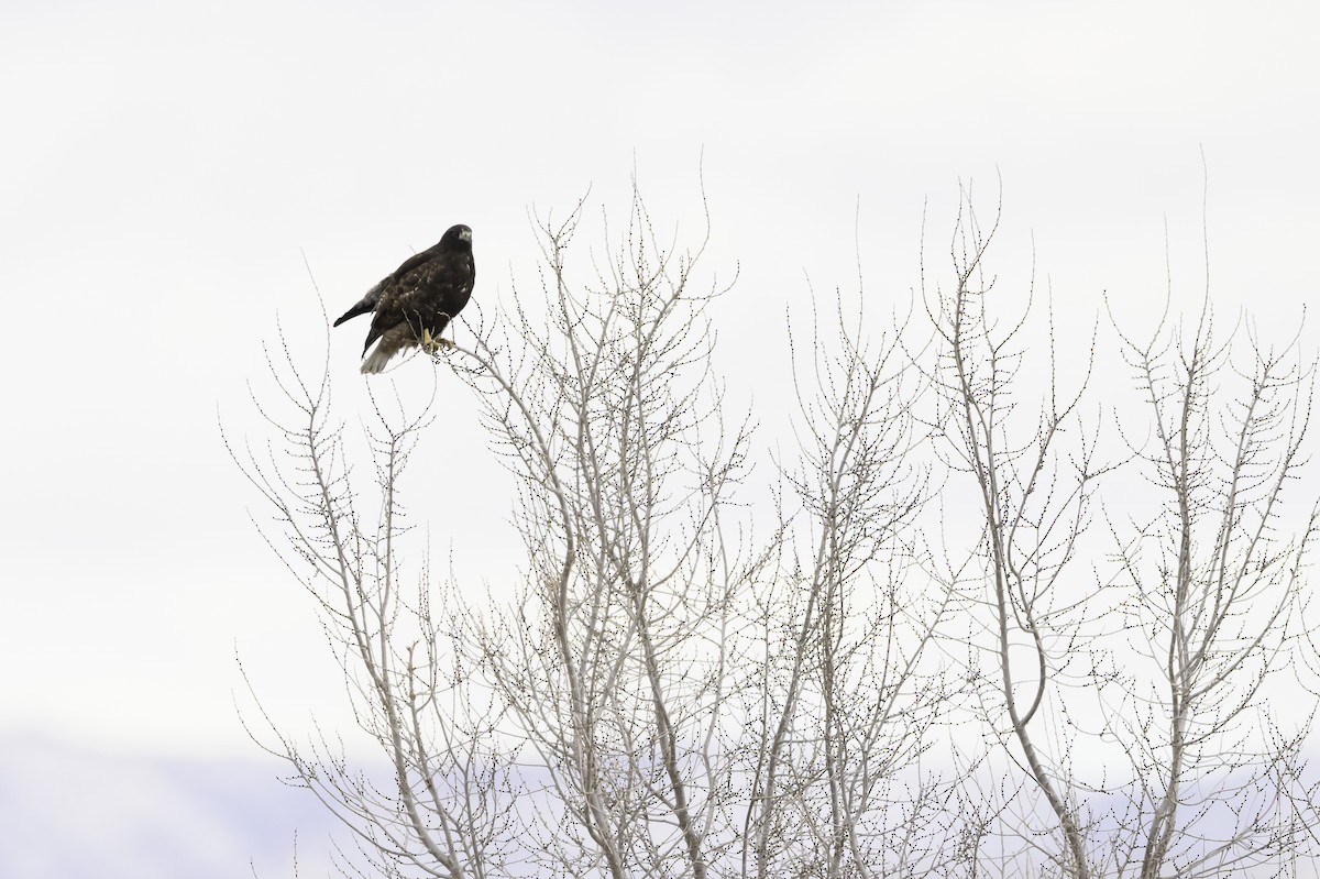 Red-tailed Hawk (Harlan's) - ML613554874