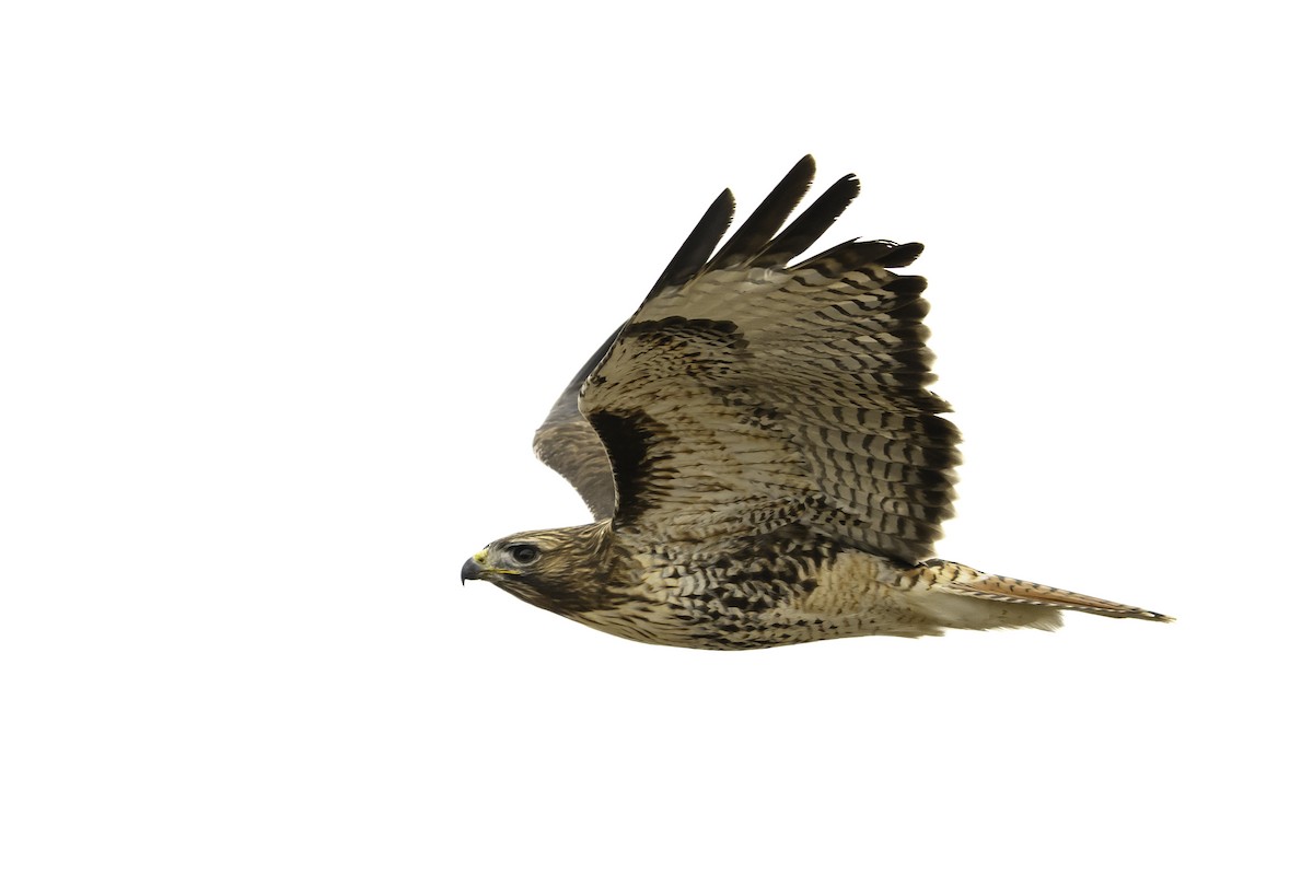 Red-tailed Hawk - ML613554889