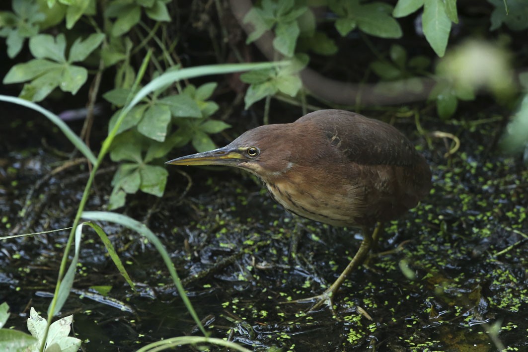 bukáček skořicový - ML613554917