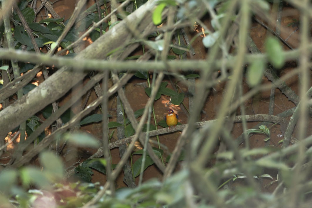 Black-backed Dwarf-Kingfisher - ML613554936