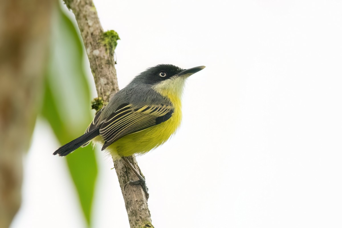 Common Tody-Flycatcher - ML613554939