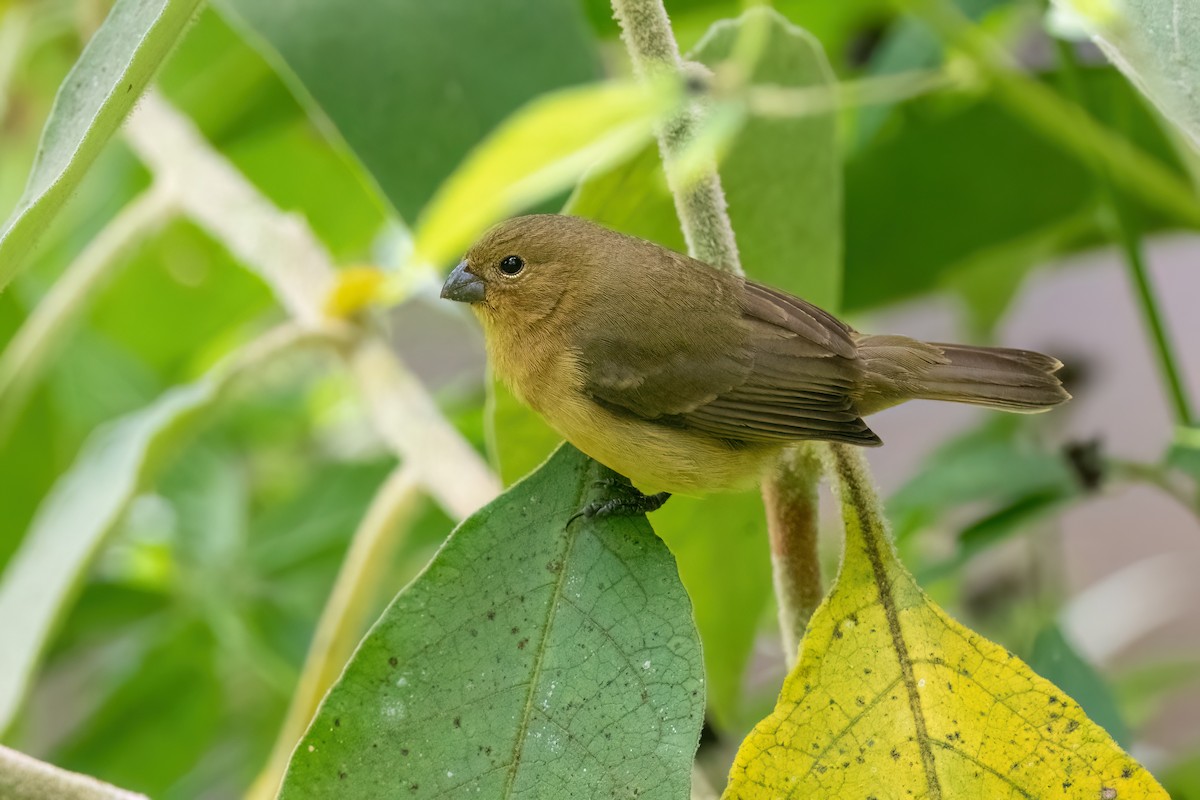 Yellow-bellied Seedeater - ML613554945
