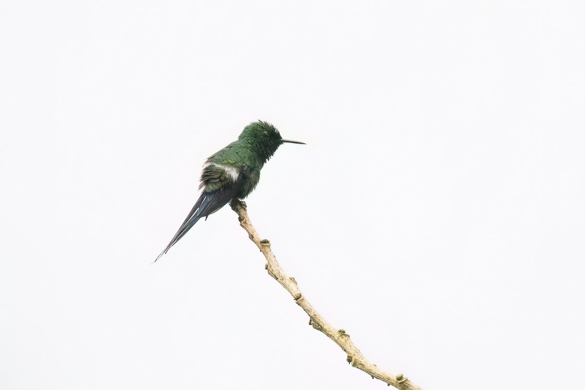 Green Thorntail - ML613554950