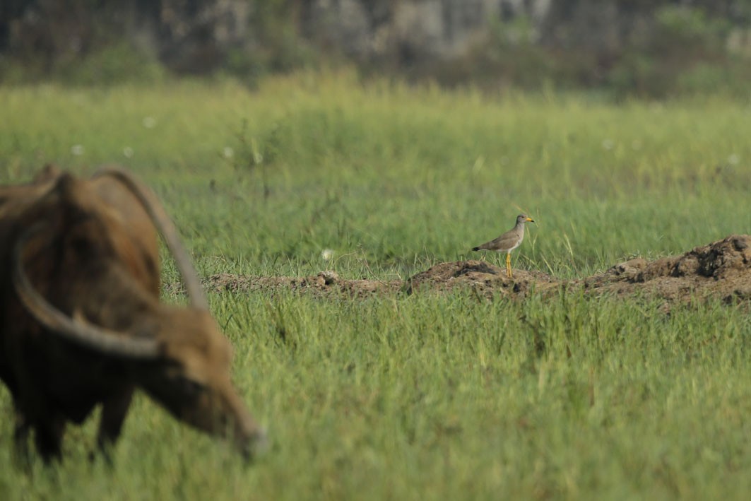 Gray-headed Lapwing - ML613554977