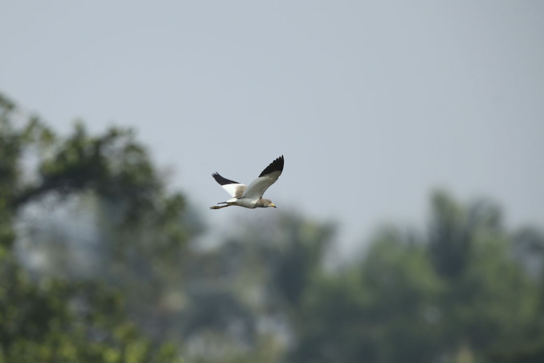 Gray-headed Lapwing - Jens Eriksen