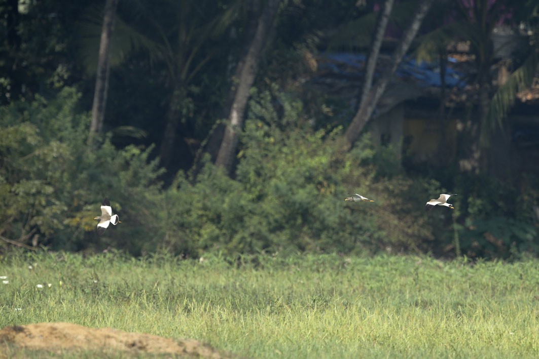 Gray-headed Lapwing - Jens Eriksen