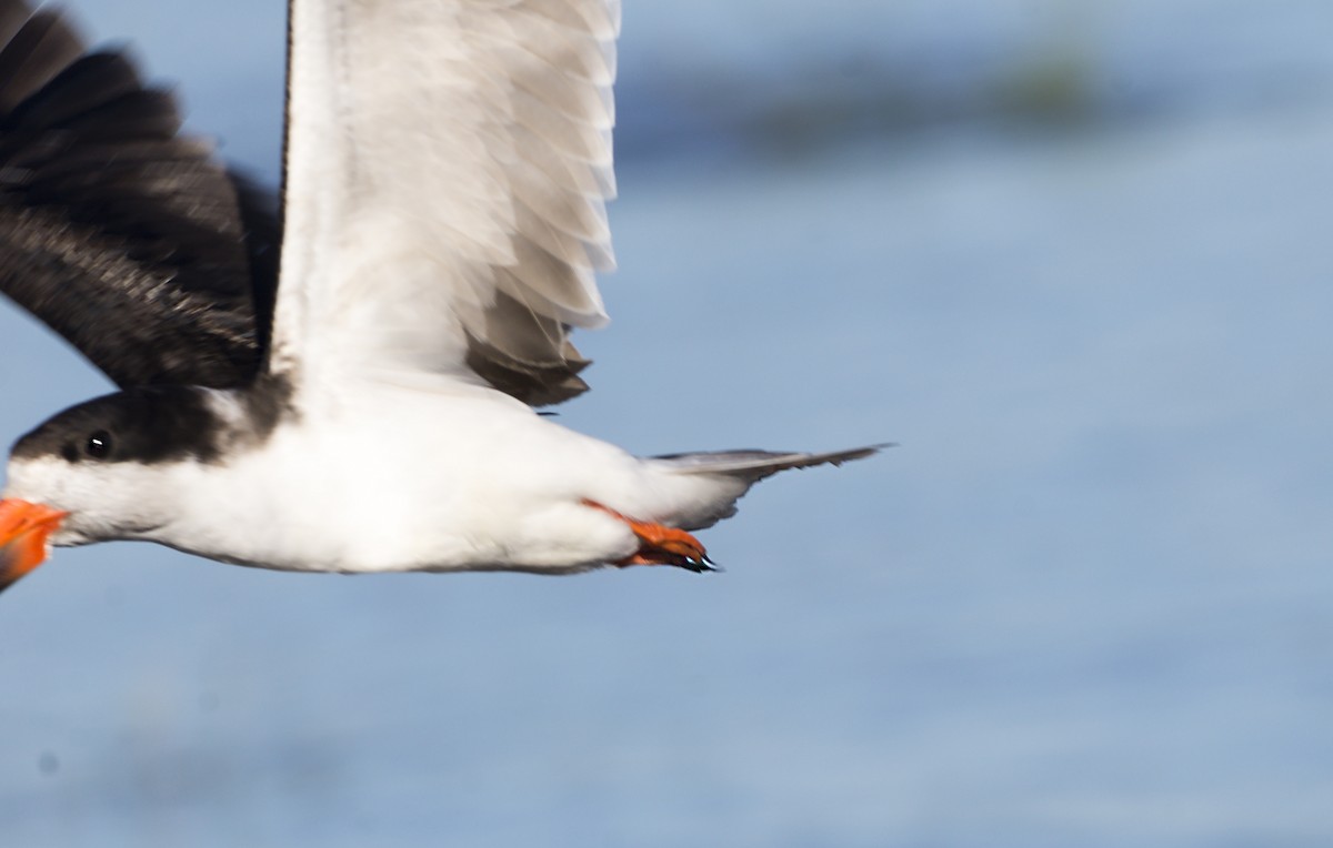 Black Skimmer (cinerascens) - Williams Daniel Nuñez