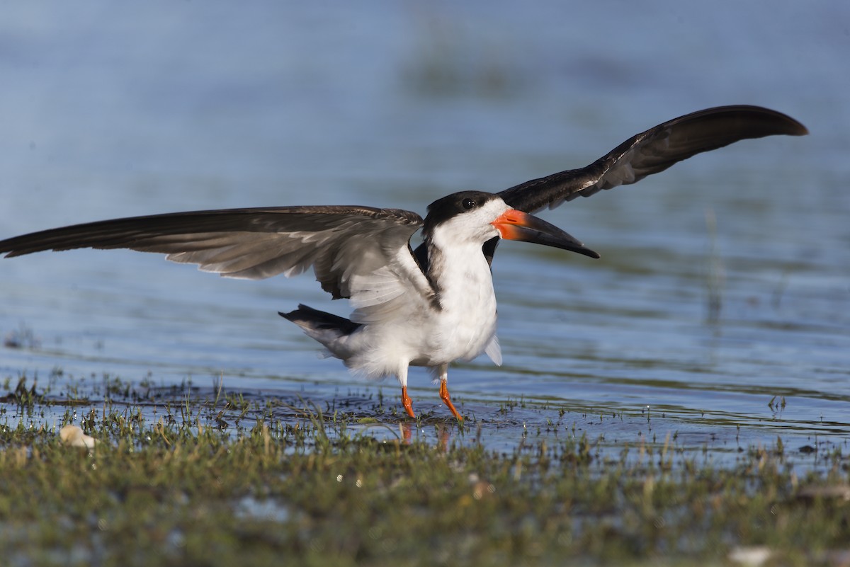 Black Skimmer (cinerascens) - ML613555034