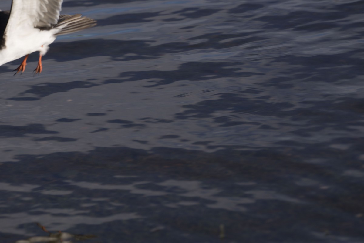 Black Skimmer (cinerascens) - Williams Daniel Nuñez