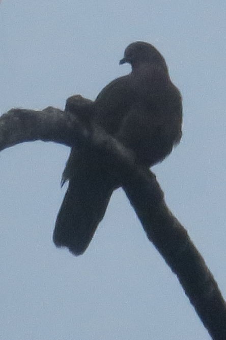 Short-billed Pigeon - ML613555131