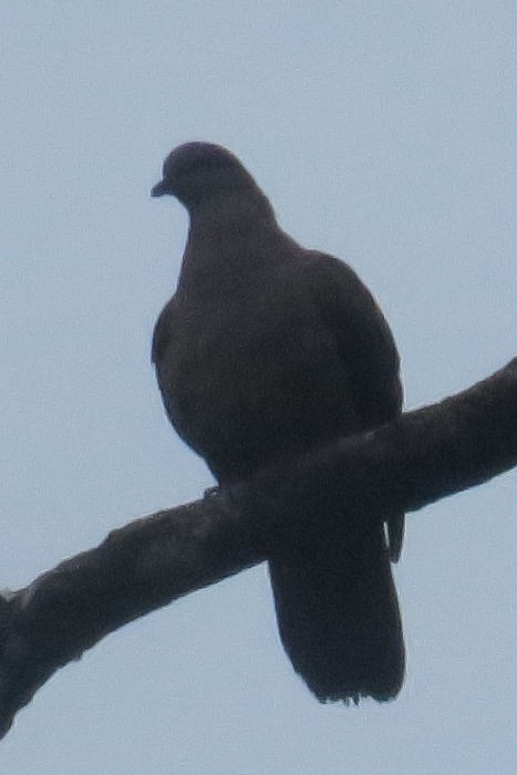 Short-billed Pigeon - ML613555132