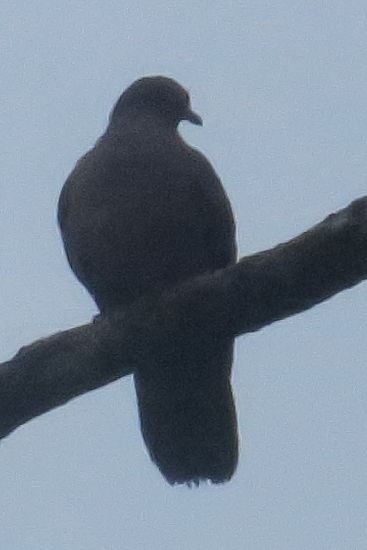 holub krátkozobý - ML613555133