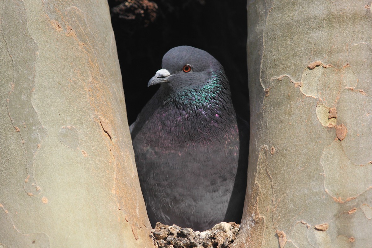 Rock Pigeon (Feral Pigeon) - ML613555159