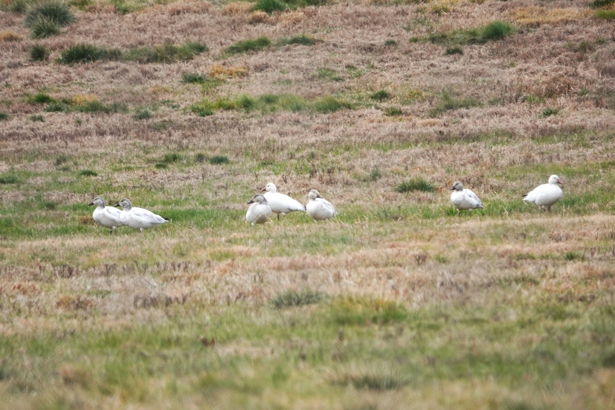 Snow Goose - ML613555369