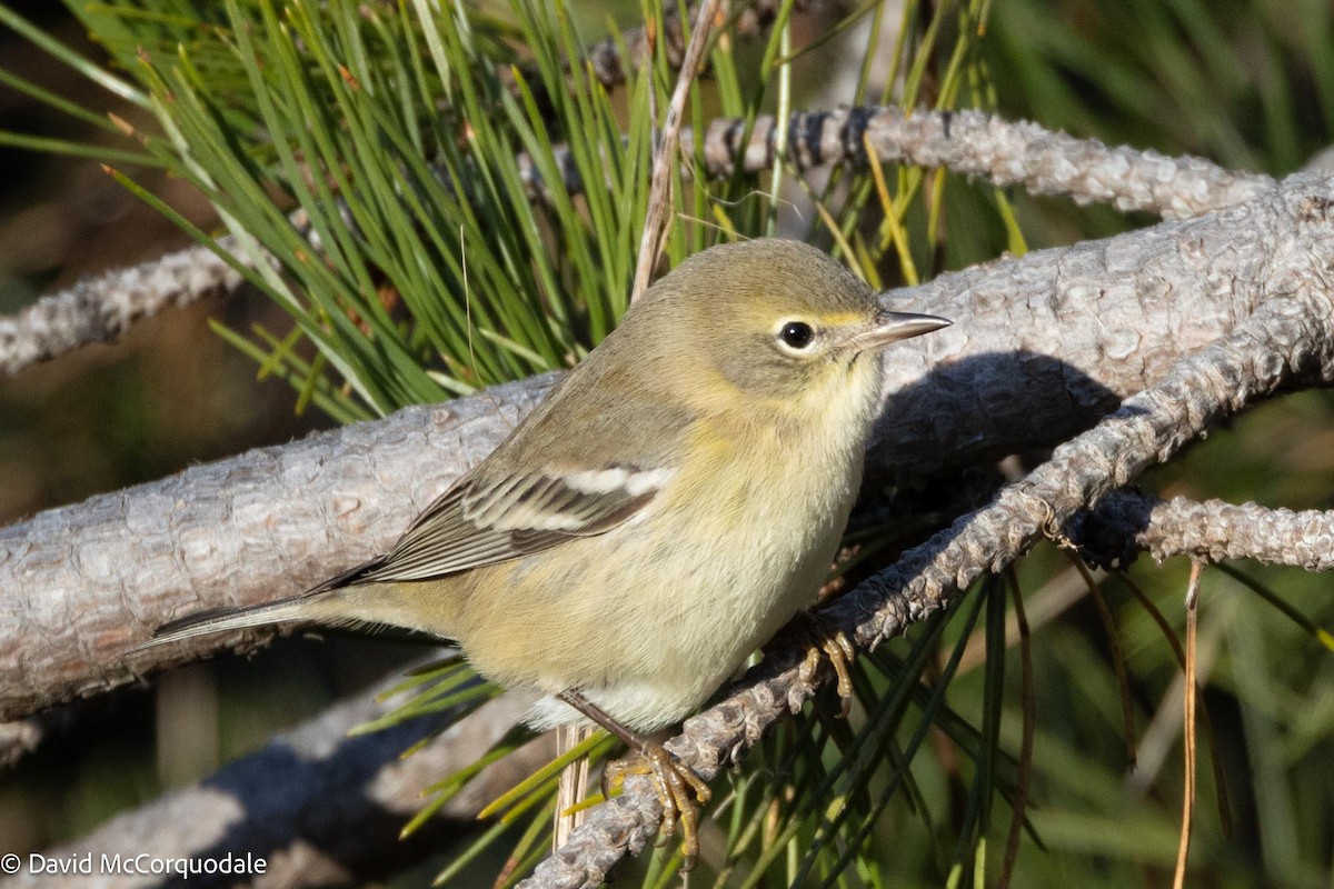 Pine Warbler - ML613555378