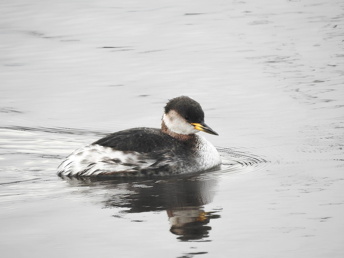 Red-necked Grebe - ML613555442