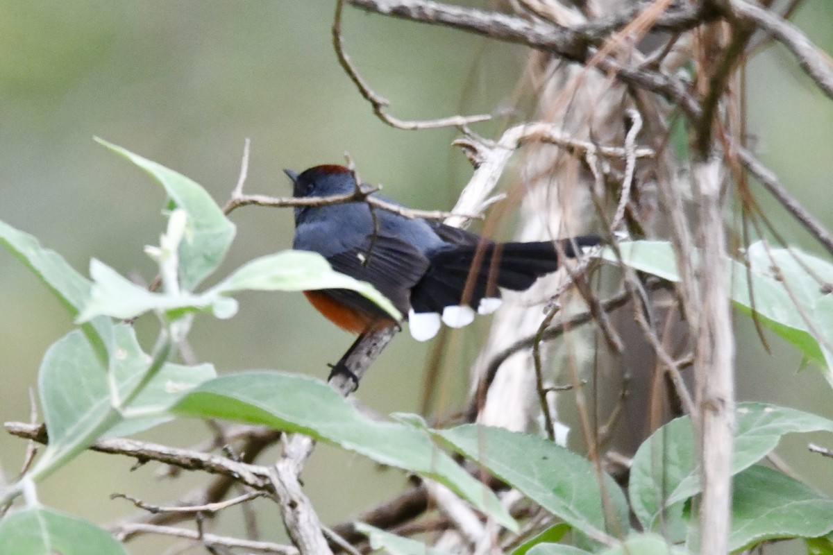 Slate-throated Redstart - ML613555462