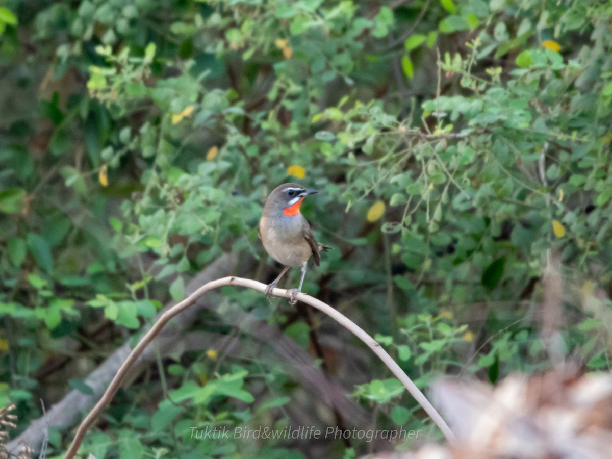 slavík Kalliopin - ML613555523