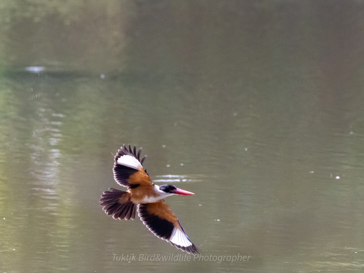 ledňáček černohlavý - ML613555536