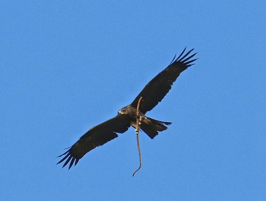 Black Kite - Shamik Sathe