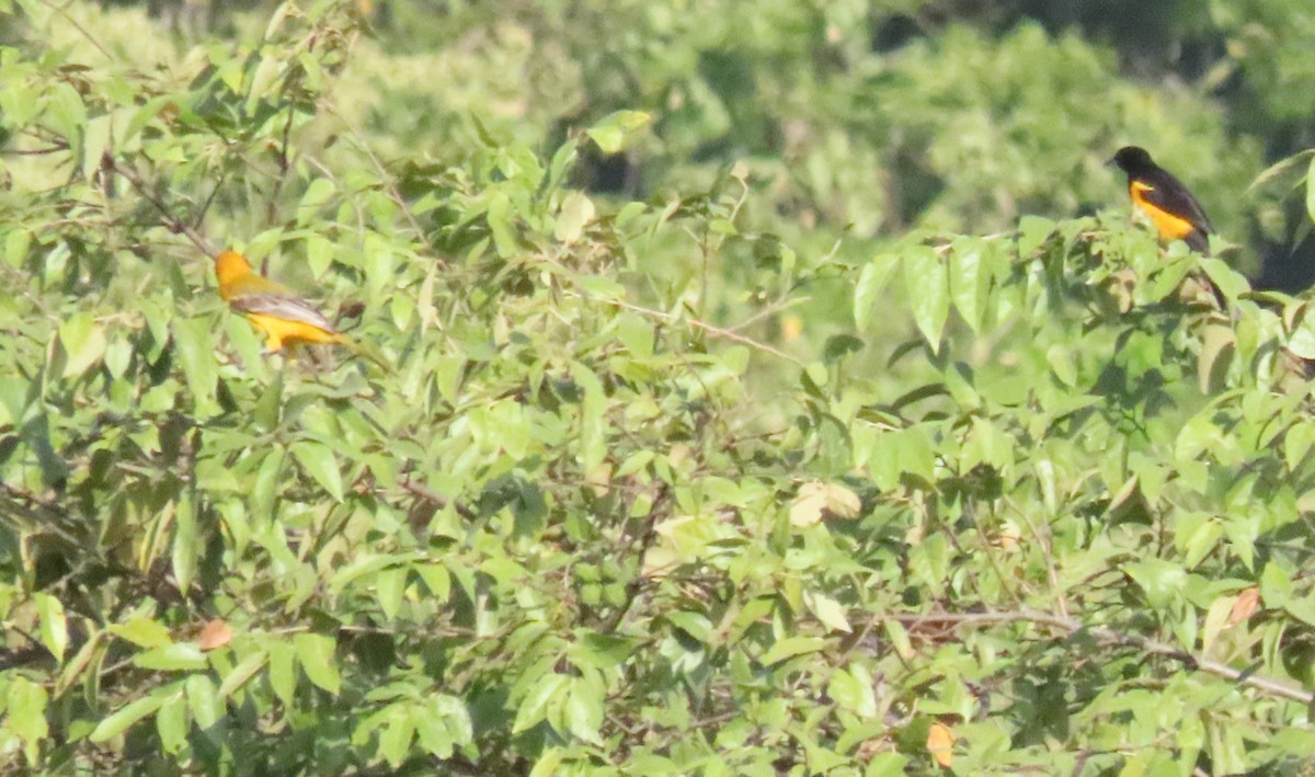 Black-vented Oriole - ML613555565