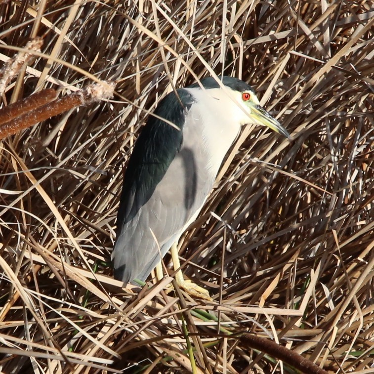 Black-crowned Night Heron - ML613555715