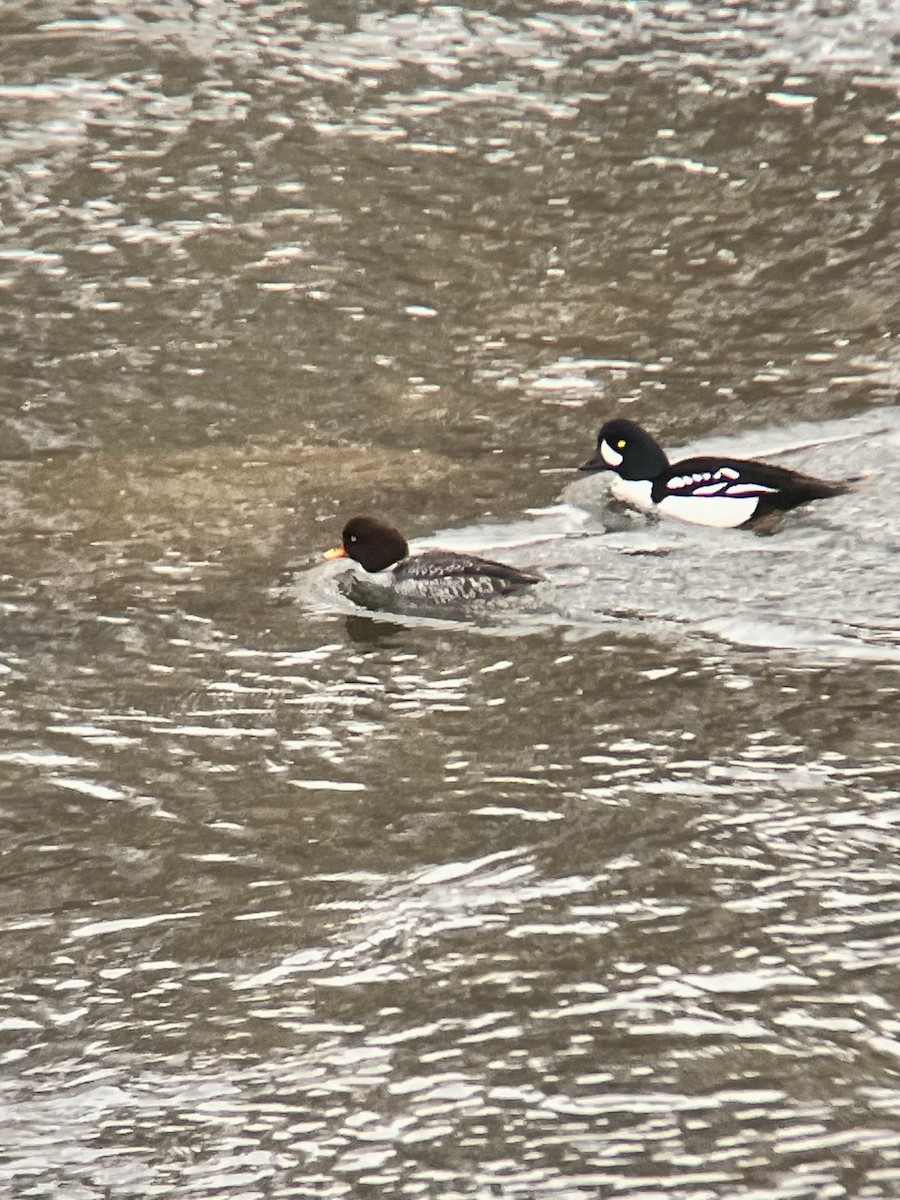 Barrow's Goldeneye - ML613555801