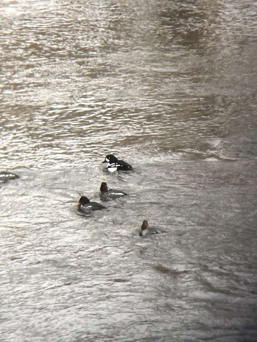 Barrow's Goldeneye - ML613555802