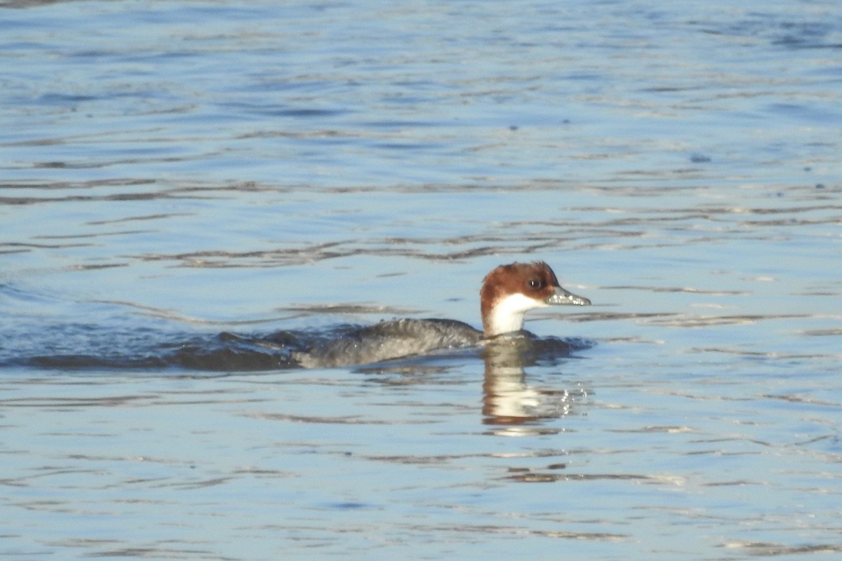 Smew - ML613555820