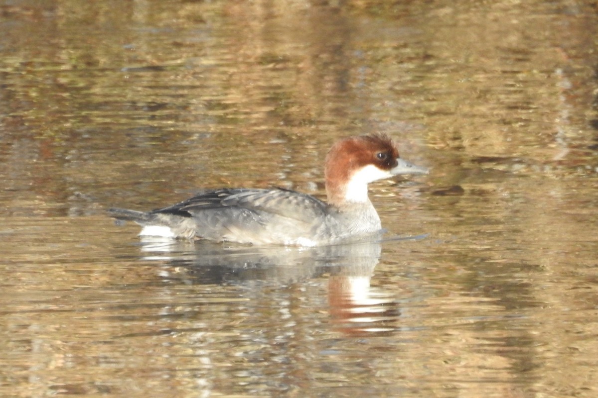 Smew - ML613555823