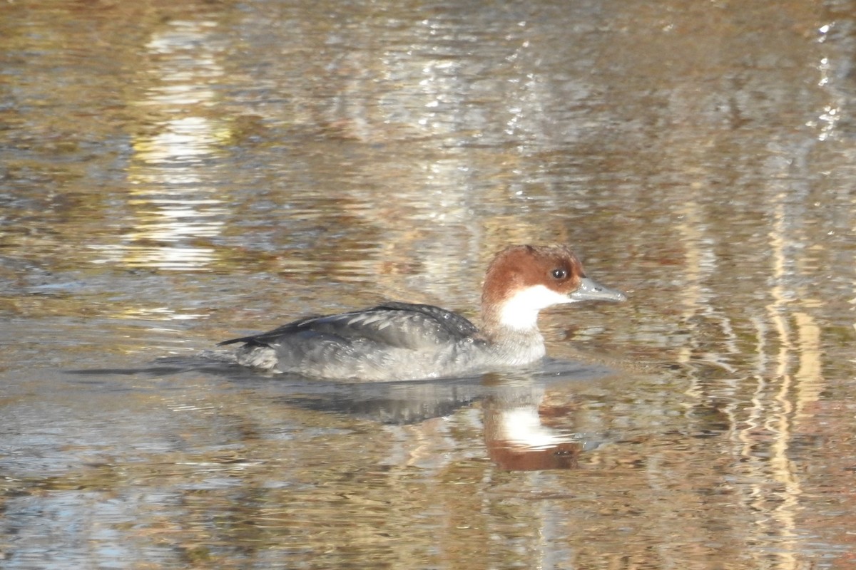 Smew - ML613555828