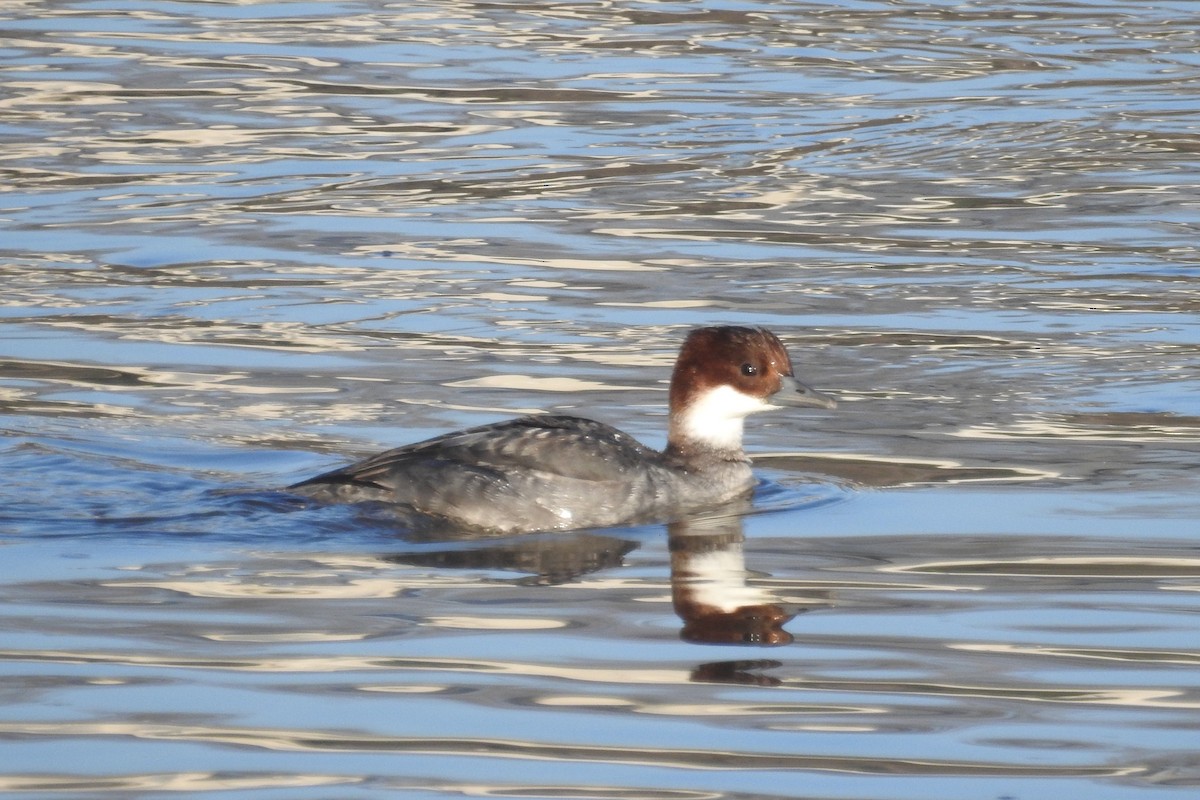 Smew - ML613555830