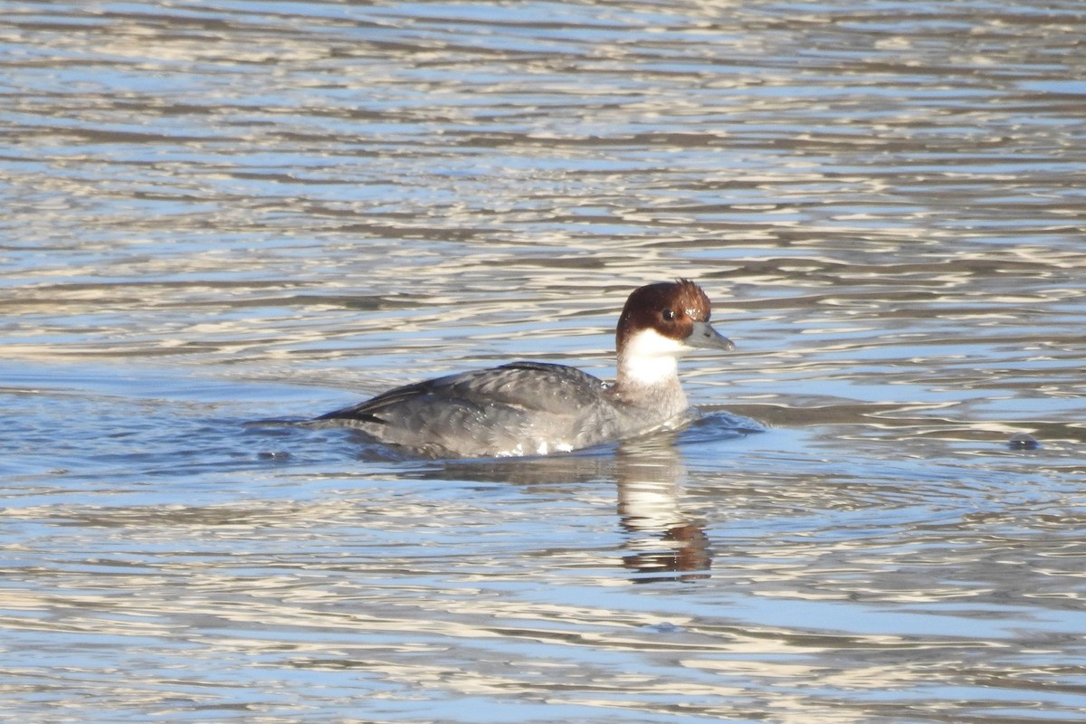 Smew - ML613555831