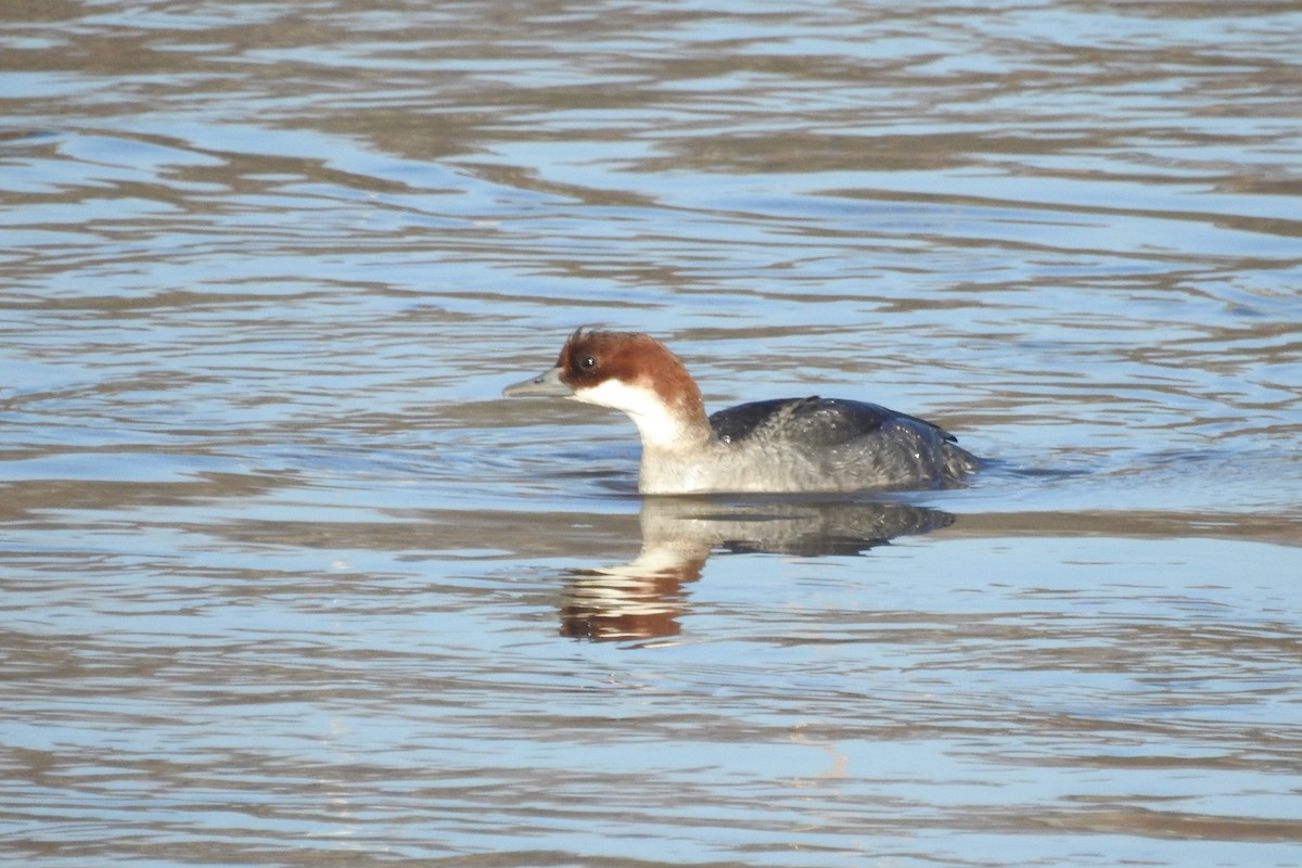 Smew - ML613555832