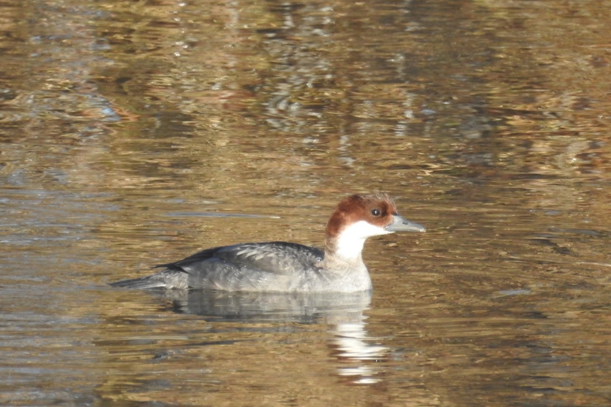 Smew - ML613555833